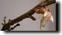 The Magicicadas wing buds slowly start to expand. Click to enlarge.