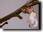 Molting Magicicada cassini's wings continue to inflate. Click to enlarge.