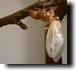 Molting process complete! Click to enlarge.
