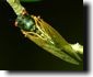Dorsal view of a Male Magicicada cassini. Click to enlarge.