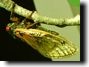 Male Magicicada cassini straggler feeding on a branch. Click to enlarge.