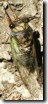 T. lyricen male several hours after a successful eclose process.