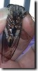 Tibicen lyricen female var. engelhardti ventral view.