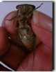 Ventral view of male Tibicen lyricen. Click to enlarge.