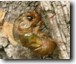Tibicen lyricen nymph with nymphal shell just splitting. Click to enlarge.