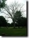Dead Ash Tree still producing Cicadas. Click to enlarge.