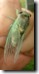 Unusual blue Tibicen lyricen female from dead ash tree. Click to enlarge.