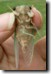 The proper way of handling a newly molted Cicada teneral. Click to enlarge.