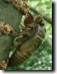 Tibicen lyricen nymph climbs a tree to select the perfect spot. Click to enlarge.