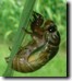 Tibicen lyricen choose the back of a leaf to comletely molt. Click to enlarge.