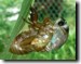 The nymphal skin splits and the new teneral emerges. Click to enlarge.