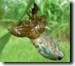 Tibicen cicada molting on undeside of leaf. Click to enlarge.