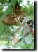 Tibicen lyricen teneral pulls itself out to expand wings. Click to enlarge.