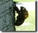 Exuvia on a berch tree. Click to enlarge.