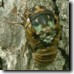 Another view of T. lyricen cicada that is stuck. Click to enlarge.
