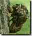 T. lyricen cicada stuck inside its nymphal skin. Click to enlarge.