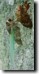 Side view of Tibicen lyricen male. Click to enlarge.
