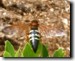 Male Sphecius speciosus Cicada Killer Perching on a bush. Click to enlarge.
