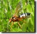 Male Sphecius speciosus Cicada Killer Wasp. Click to enlarge.