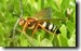 Male Cicada Killer wasp. Click to enlarge.