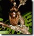 Tibicen lyricen nymph. Click to enlarge.