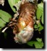 Tibicen lyricen cicada molting. Click to enlarge.