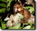 Tibicen lyricen cicada. Click to enlarge.