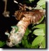 Tibicen lyricen cicada. Click to enlarge.