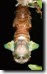 Dorsal view of molting T.  lyricen cicada. Click to enlarge.