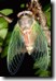 Tibicen lyricen wings fully formed. Click to enlarge.