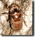 Tibicen canicularis nymph on pine tree. Click to enlarge.
