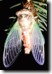 Tibicen canicularis with wings fully formed. Click to enlarge.