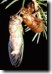 Side view of T. canicularis. Eclosing complete. Click to enlarge.