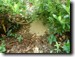 Cicada Killer burrow in mulch. Click to enlarge.