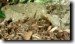Cicada killer runs back into burrow to dig some more. Click to enlarge.
