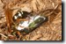 Female Cicada Killer wasp with T. lyricen prey. Click to enlarge.