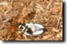 Cicada Killer w/stung Cicada. Click to enlarge.