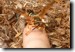 Male Cicada Killer wasp perched on my finger. Click to enlarge.