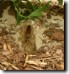 Female Cicada Killer maintaining her burrow after a storm the night before. Click to enlarge.