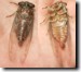 Male Tibicen canicularis teneral stung by Cicada killer. Click to enlarge.