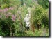 Mike deep in the bushes. Click to enlarge.