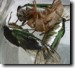 Another view of T. chloromeras mating. Click to enlarge.