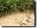 Active Cicada Killer burrow in Wethersfield Ct. Click to enlarge.