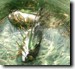 Male T. chloromera mating with second female. Click to enlarge.