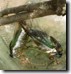 Another view of male T. chloromera mating with second female. 