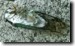 Dead Male T. chloromera on head stone. Click to enlarge.