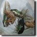 Mating T. chloromera cicadas. Click to enlarge.