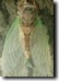 Molting T. canicularis male, nearly finished. Click to enlarge.