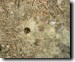 Strange exit hole in Agawam Mass. Click to enlarge.