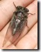 Dorsal view female T. canicularis. Click to enlarge.